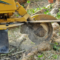 Stump Grinding East Finchley