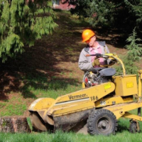 Stump Grinding East Finchley